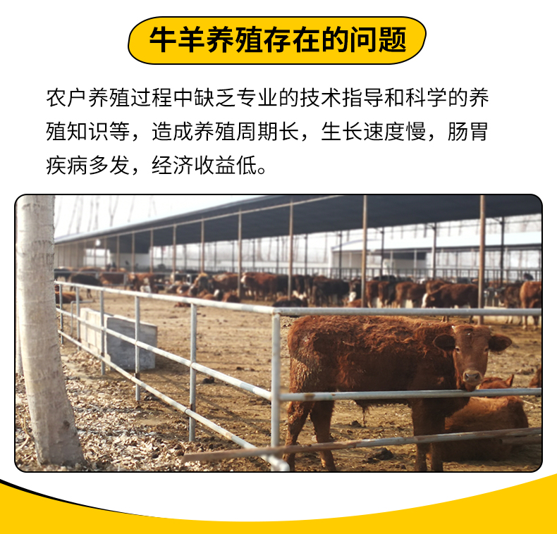 安格斯东北肉牛肉牛羊催肥旺长素添加剂