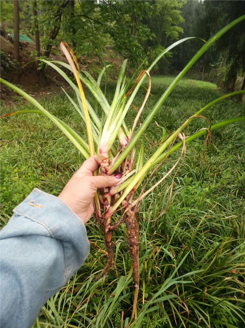 遂宁小石菖蒲种苗批发