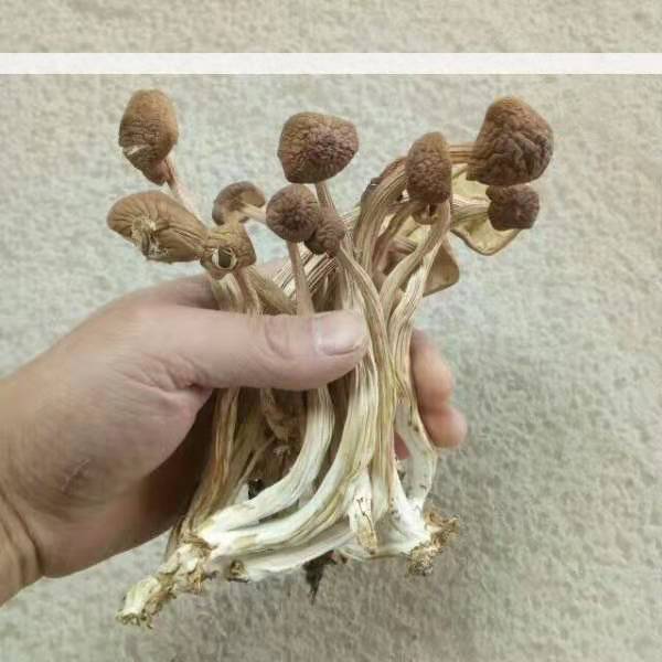 中型香菇烘箱厂家