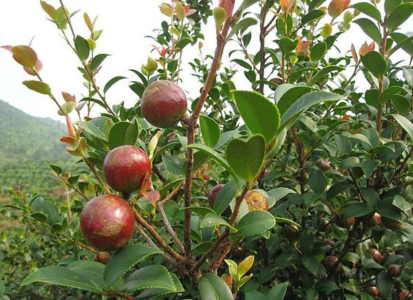 赣州高温热泵油茶籽烘干机