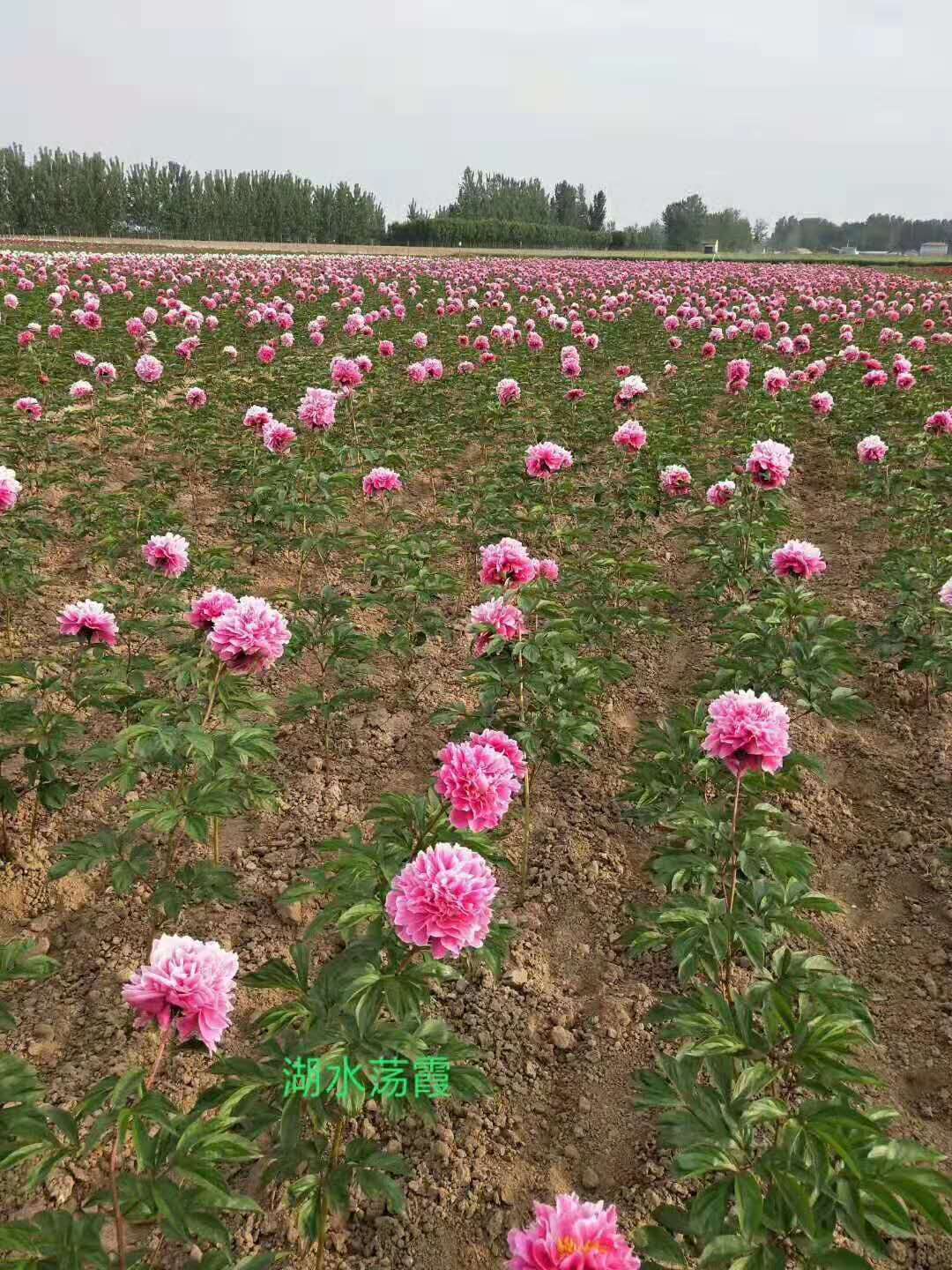 德州芍药苗 白芍药苗批发 成活率高