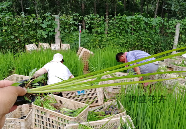 亲水植物