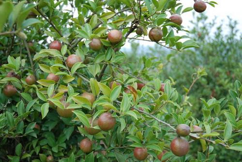 南充免费设计油茶籽烘干机厂家