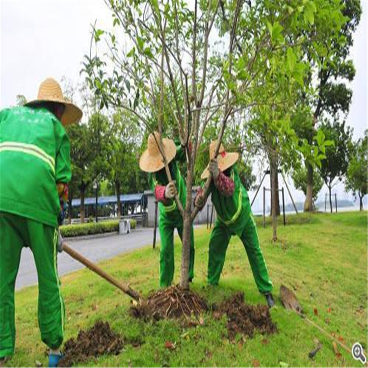 石碣园林景观绿化价格