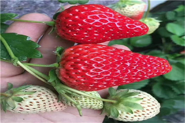 武威紅顏草莓苗基地