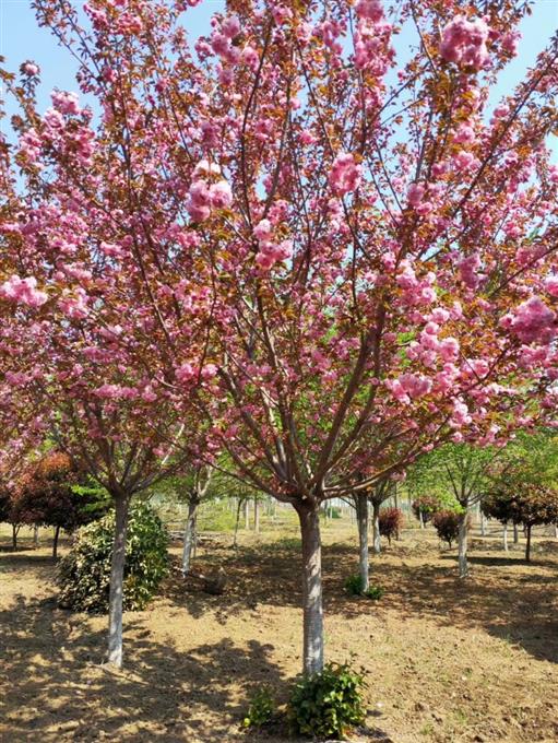 20公分樱花樱花苗木基地