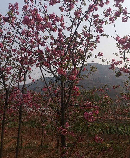 樱花树苗基地-樱花树苗-俊坤樱花小苗种植基地