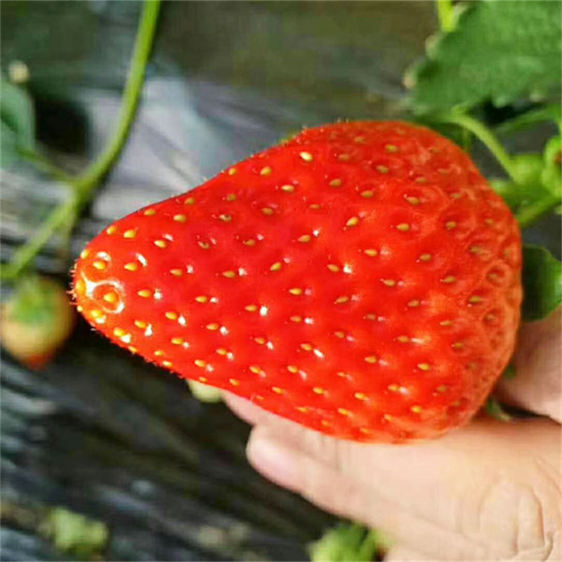 莱芜草莓苗价格