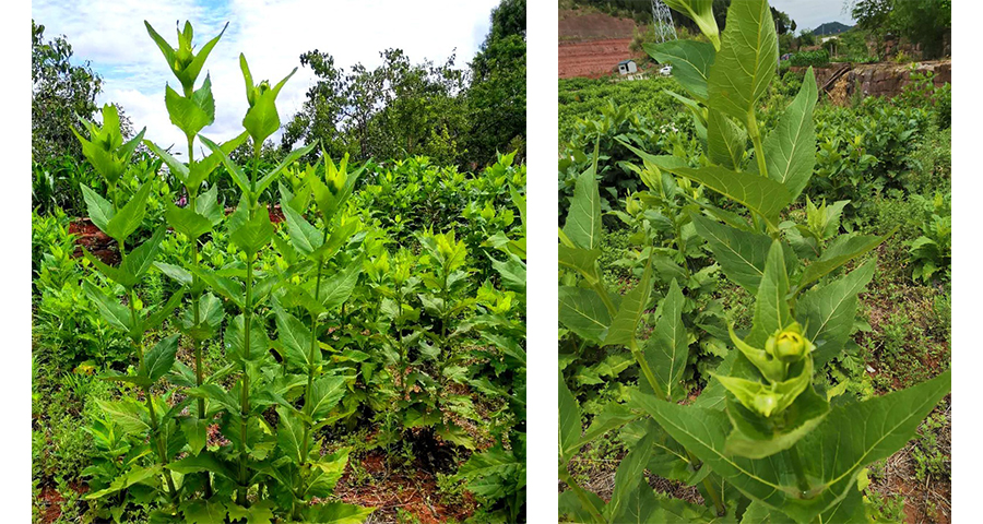 潮州蛋白菊养殖成本,蛋白菊