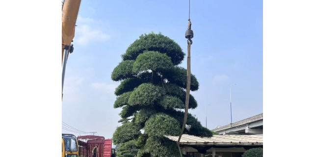 北京罗汉松盆景采购,盆景