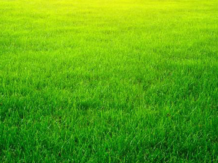 哪里能买到成活率高的兰州草坪，兰州草坪