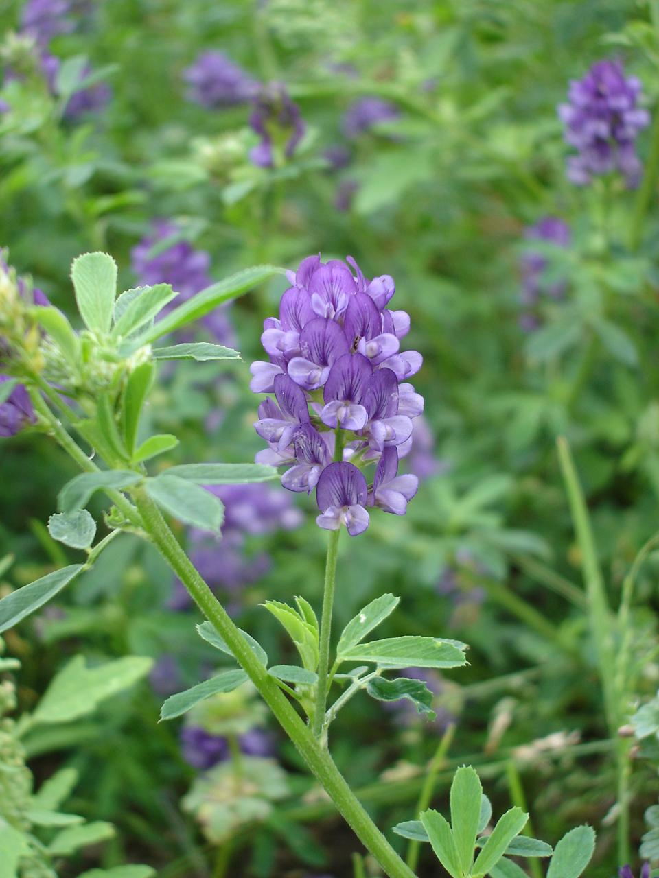 进口紫花苜蓿种子