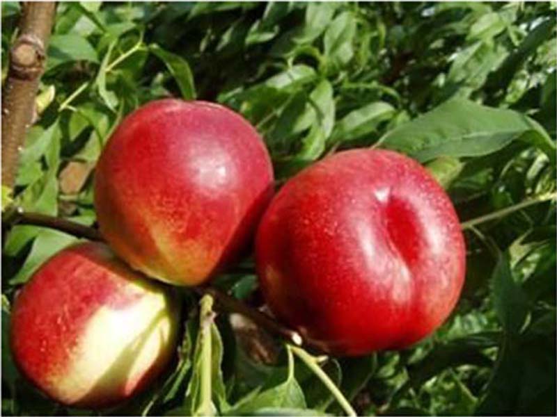 红色之爱苹果苗种植基地-苹果苗找一边倒果树苗木