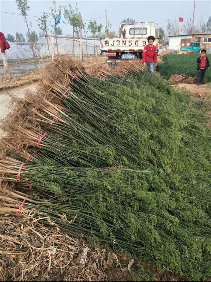 山东淑女国槐苗基地 淑女槐苗基地 淑女国槐小苗价格