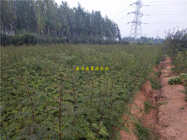 大红袍花椒苗批发价格