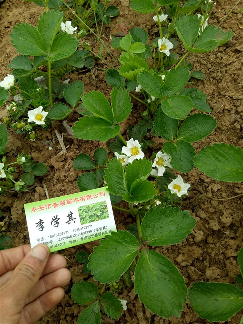 衡阳草莓苗报价 章姬草莓苗 四季草莓苗 普顺苗木基地