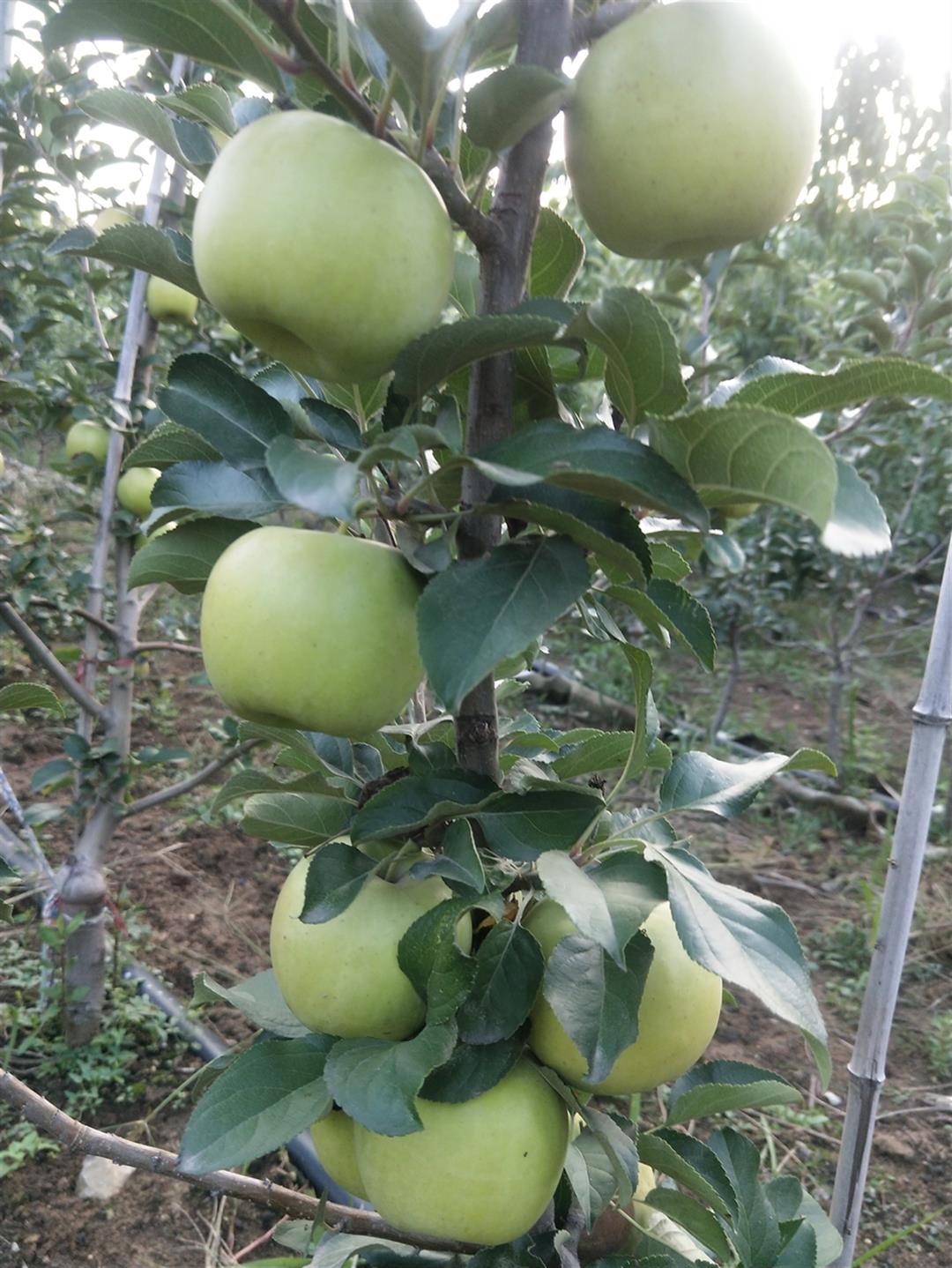 3年苹果树苗价格图片图片