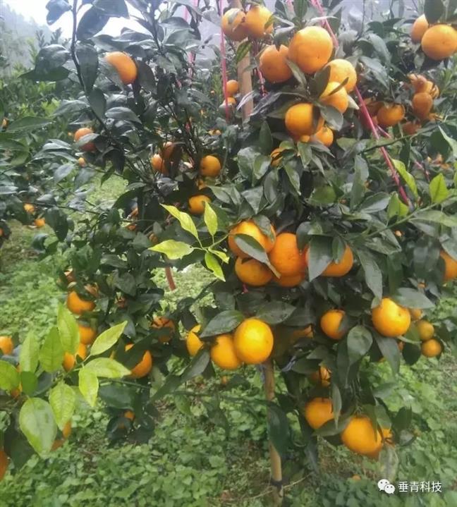 福建柑橘苗供应商