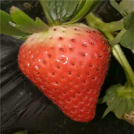 丹莓草莓树苗价位