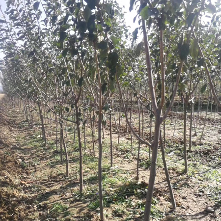 山西3公分苹果树基地产地货源 种植基地