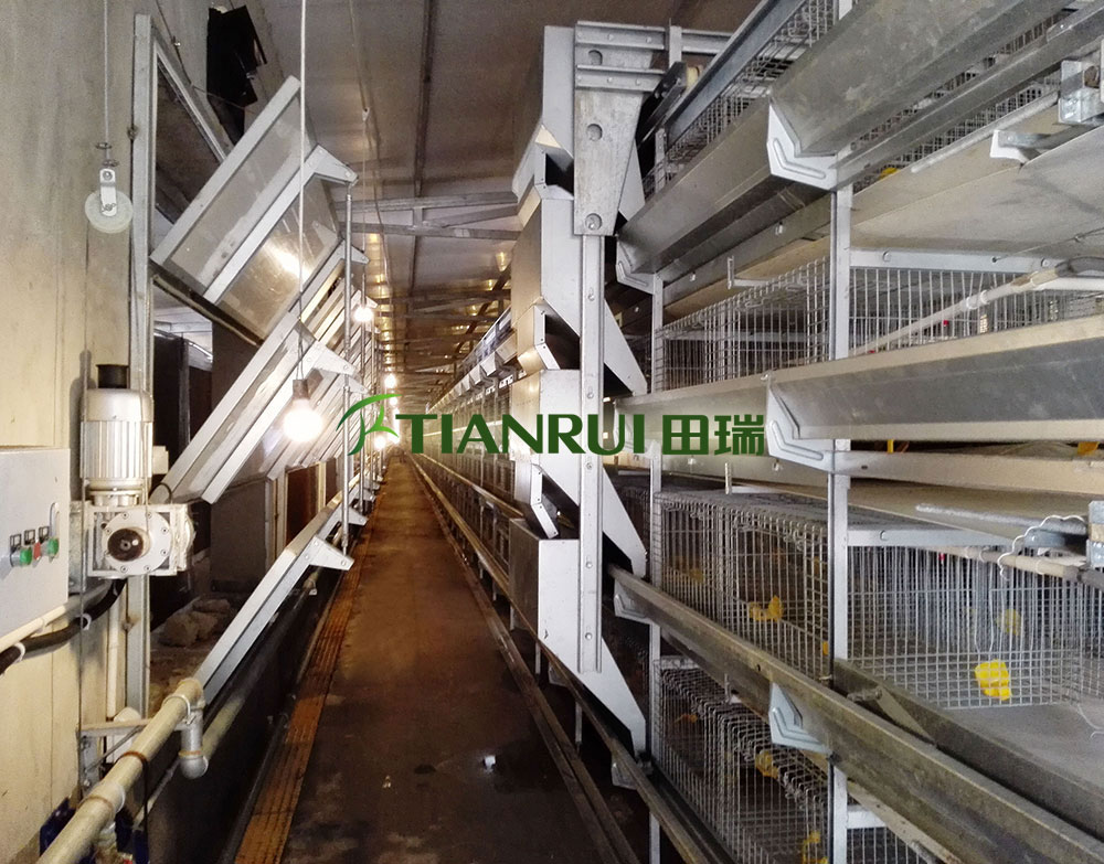 蛋鸡养殖自动化设备 自动化蛋鸡养殖系统 厂家直供