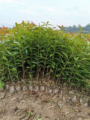 木荷营养杯苗小苗,木荷杯苗价格\江西木荷杯苗图片