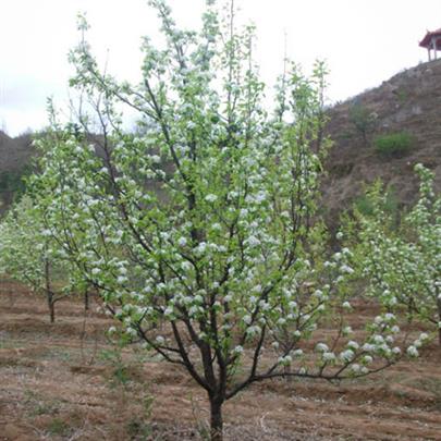 18公分梨树出售 种类齐全