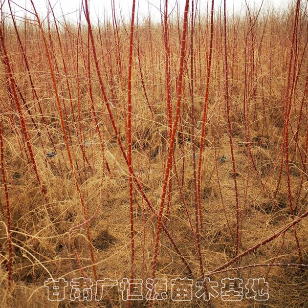 经销红柳苗提供种植技术-种植基地