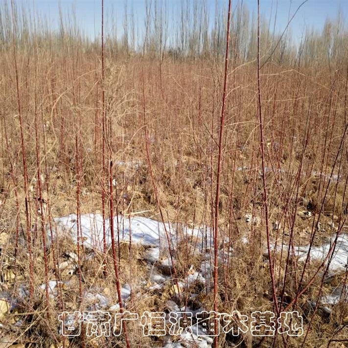 青海供应红柳苗子种植户