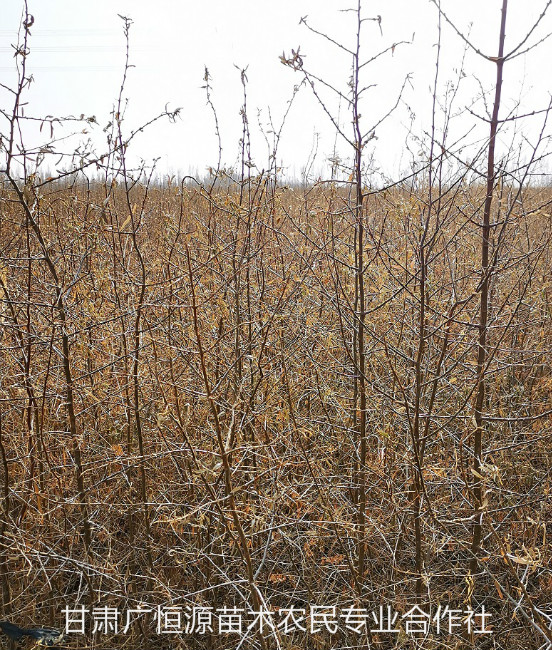 苗木基地-沙棘苗木-石河子供应沙棘树苗