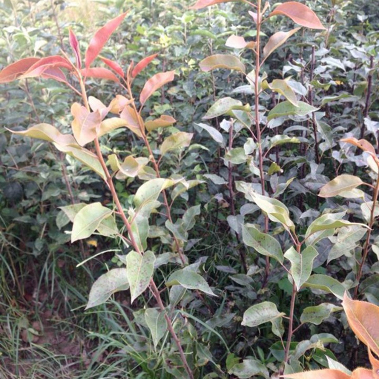 基地直销奥红梨苗