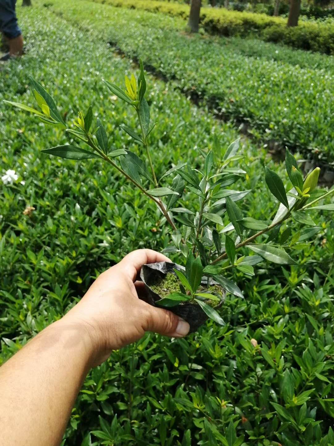 资阳木春菊基地四川灌木草花基地 花草树木批发 无差价