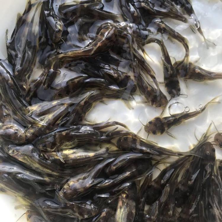 阳江黄颡鱼养殖技术