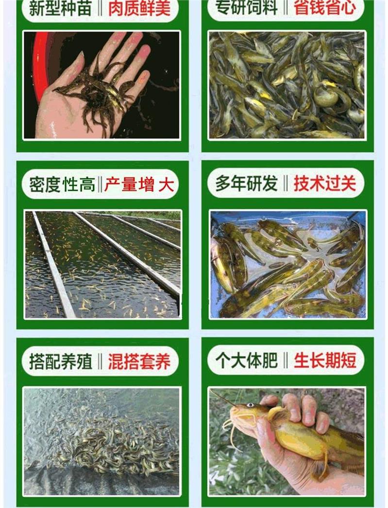 衡阳黄颡鱼养殖技术
