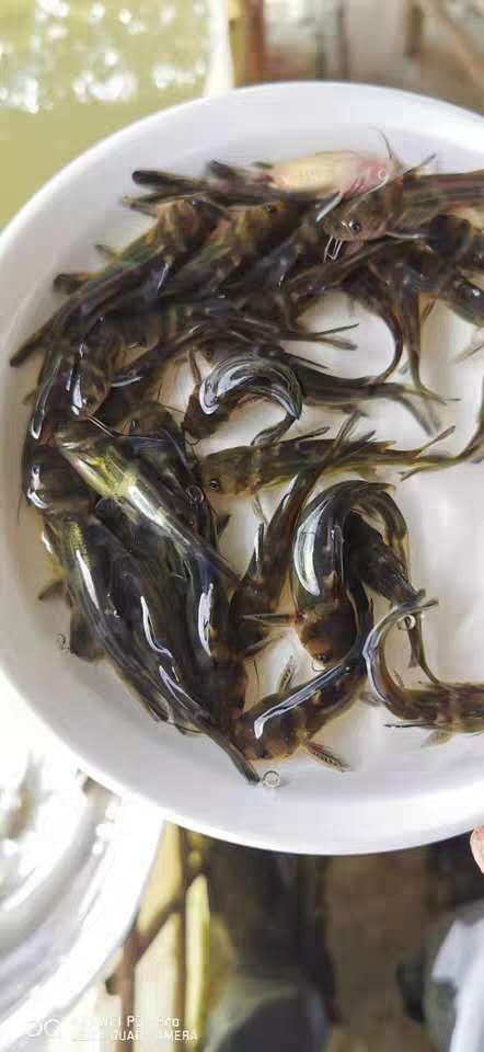 衡阳黄颡鱼养殖技术
