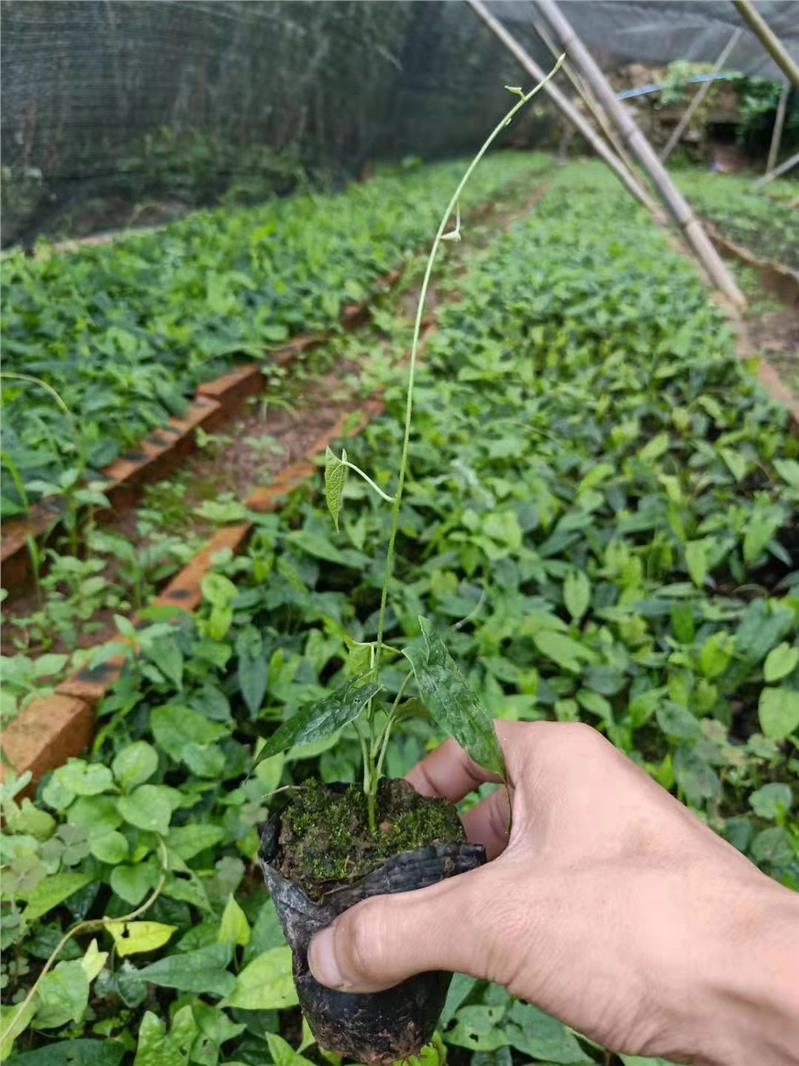 种植药材占地赔偿高