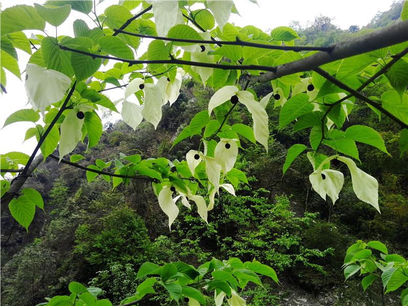 种植药材占地赔偿高