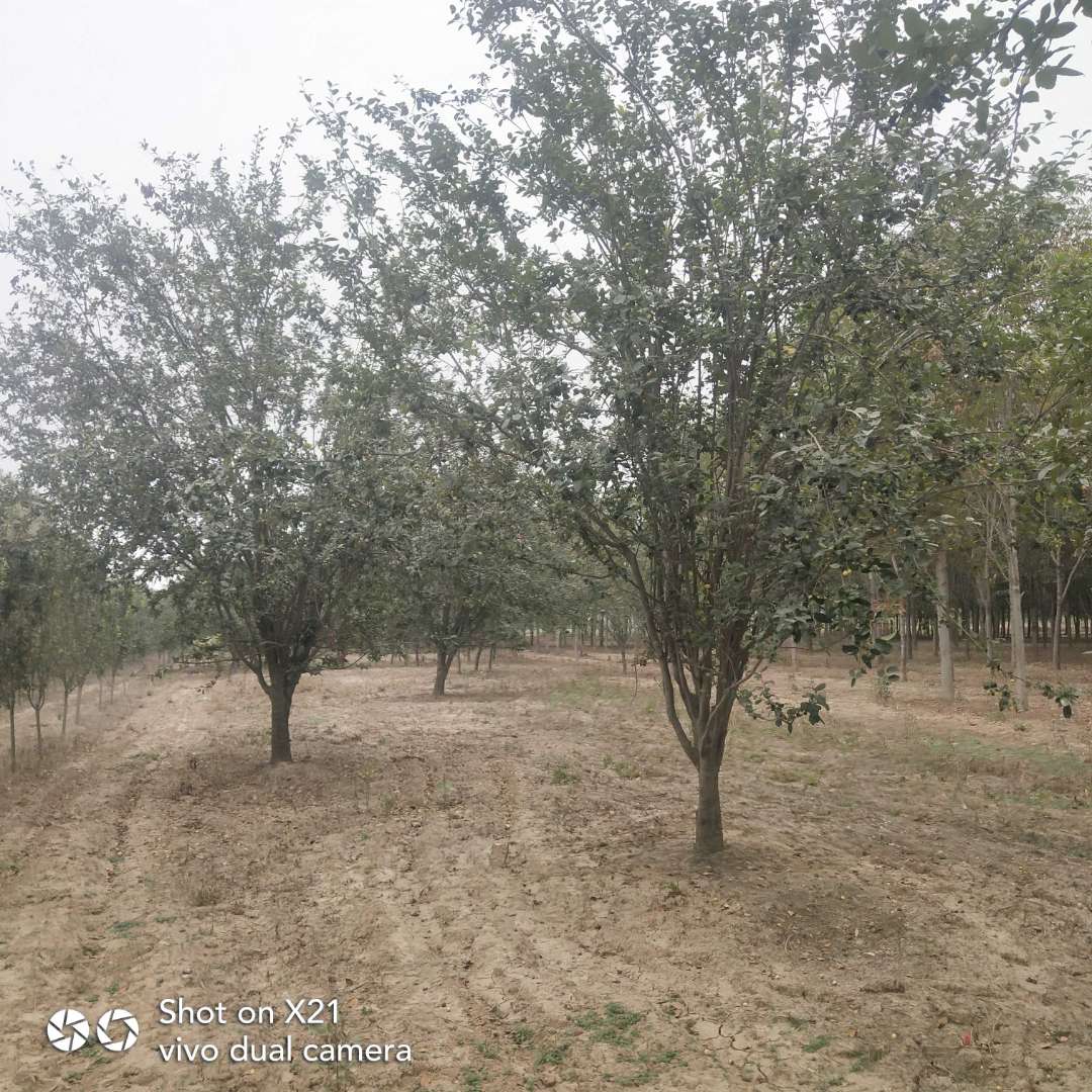 玉林海棠树苗批发 海棠树苗圃批发 海棠树种植基地