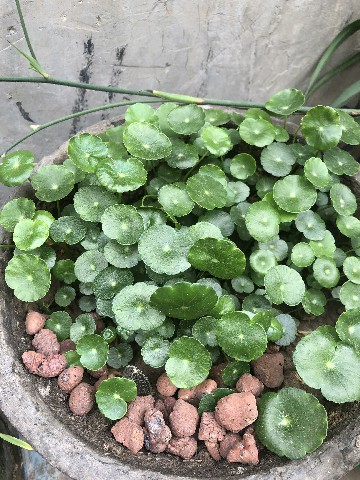 室内无土栽培蔬菜种植技术 页岩陶粒