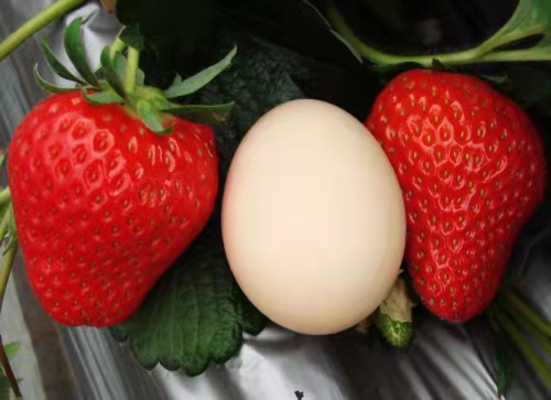 六安新品种红玉草莓苗价格