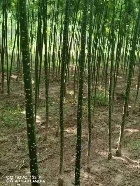 山东淑女国槐苗基地 淑女槐苗基地 淑女国槐小苗价格