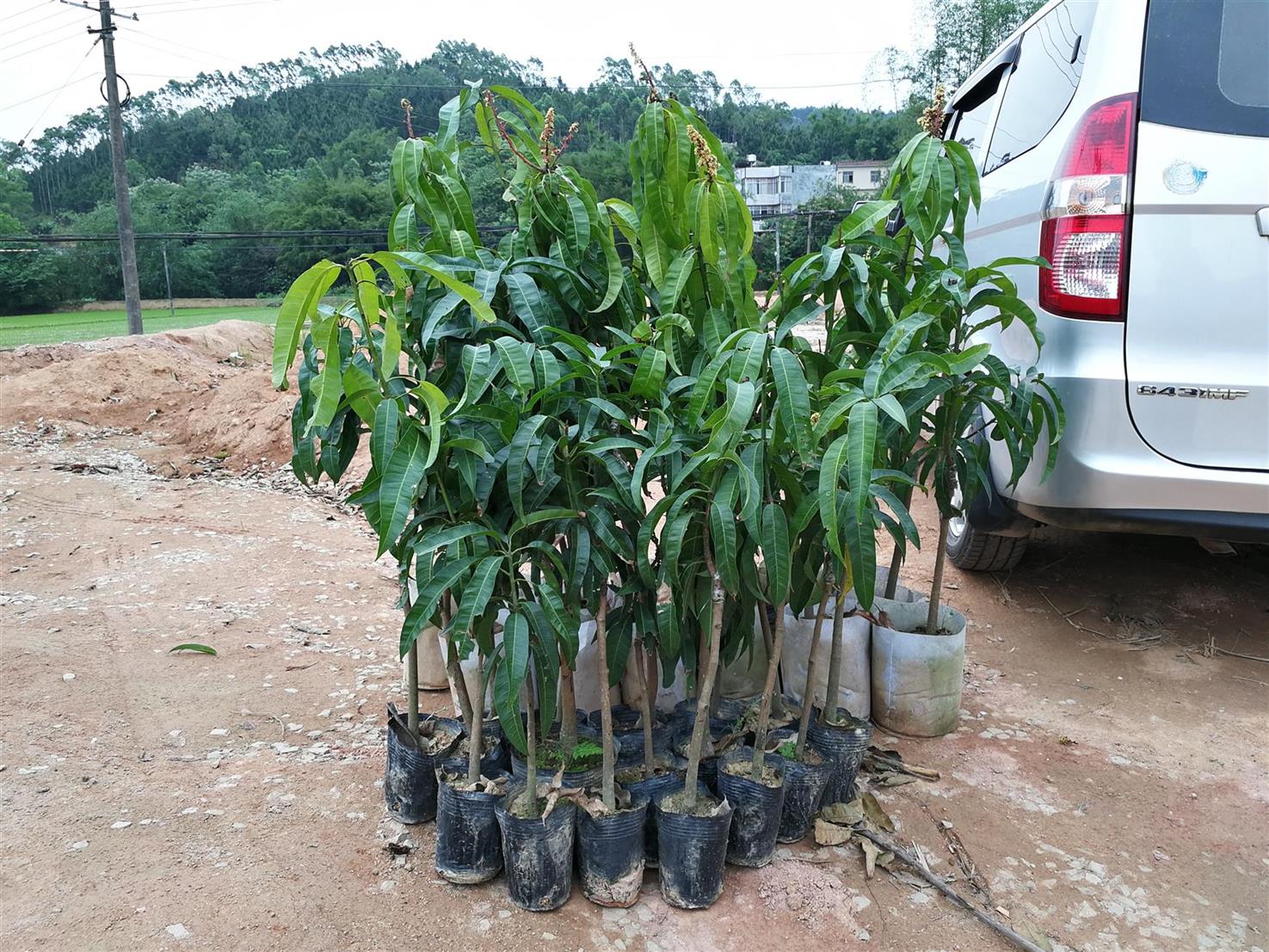 来宾芒果苗种植基地