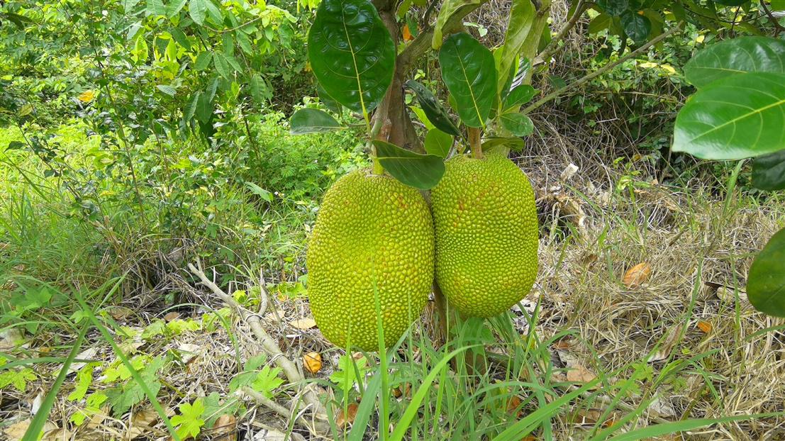 桂林马来西亚一号菠萝蜜苗种植基地
