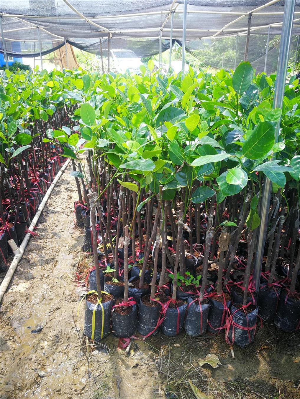 柳州菠萝蜜苗生产基地
