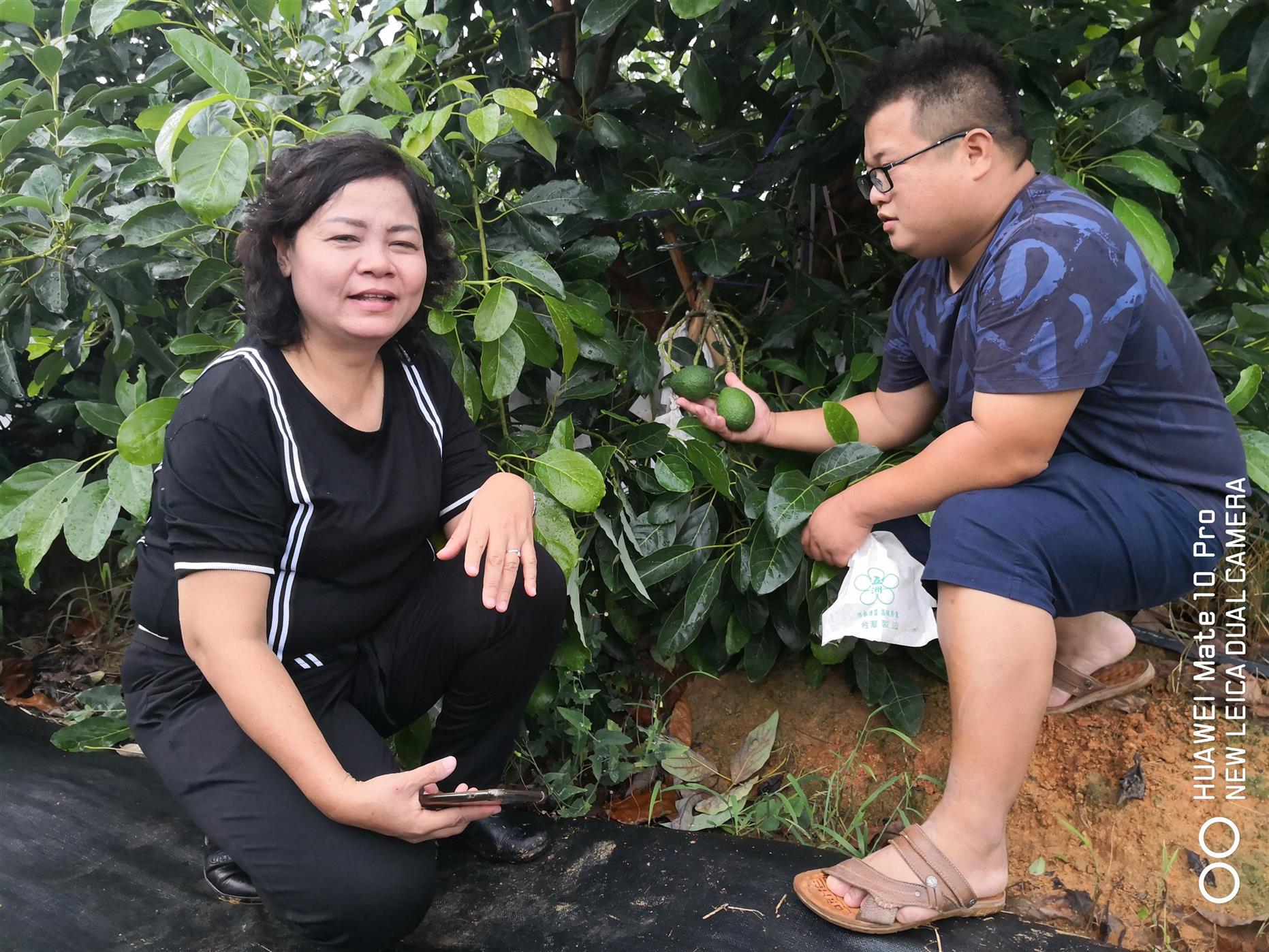 西宁哈斯牛油果苗厂家直供