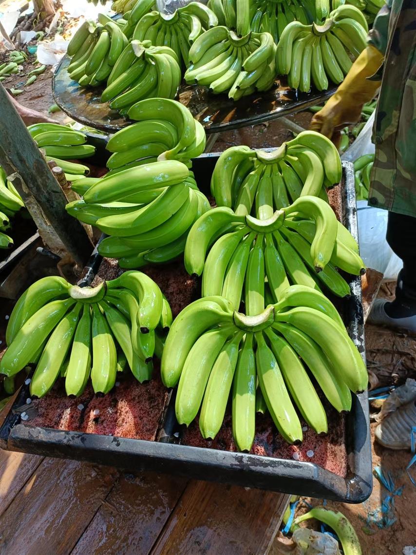 德宏香蕉代收点