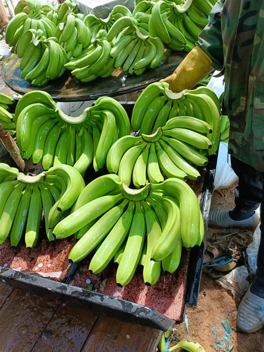 九江香蕉代收点