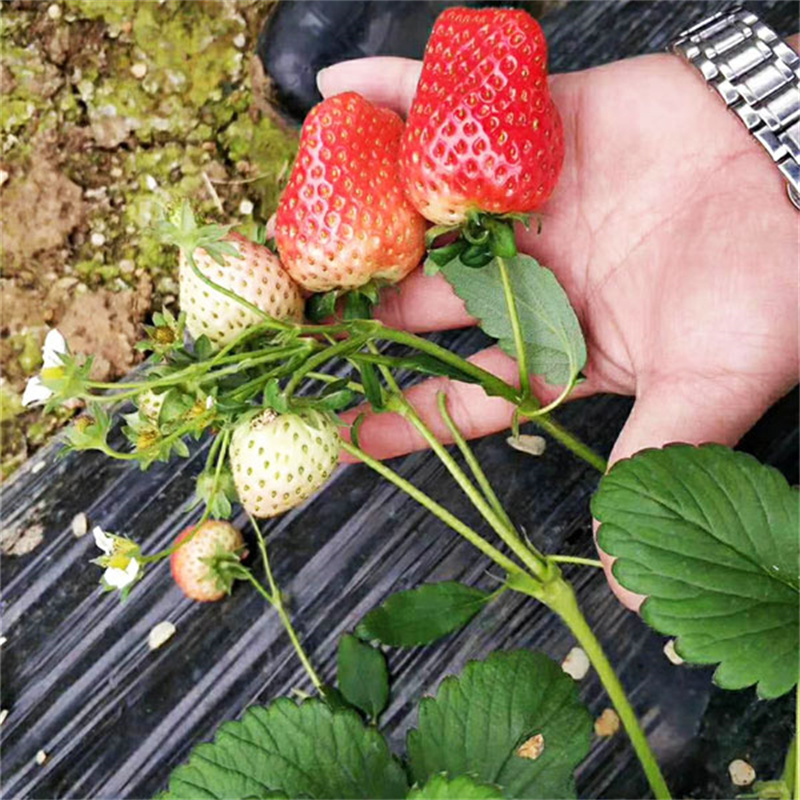 青岛红颜草莓苗新品种