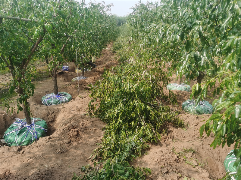 东营枣树苗种植基地