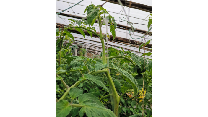 山东氨基寡糖素哪里有买 欢迎咨询 青岛颂田生物供应